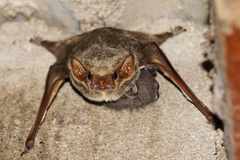 Taphozous mauritianus