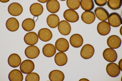 Puccinia hieracii piloselloidarum