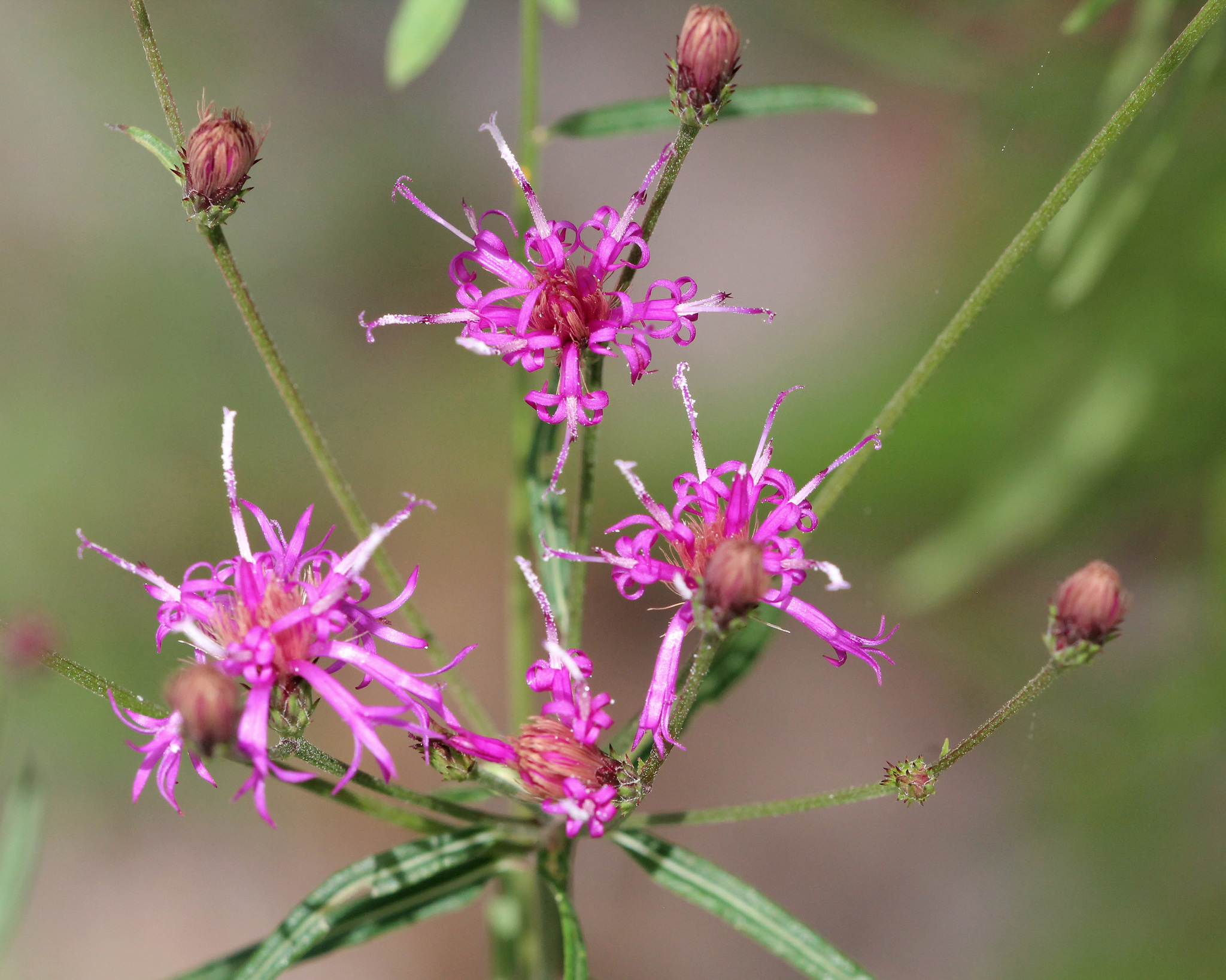 Vernonia angustifolia