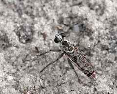 Stichopogon abdominalis