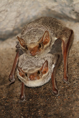 Taphozous mauritianus