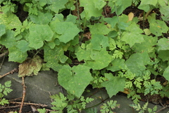 Puccinia maculosa