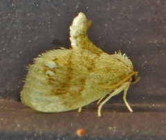 Packardia geminata