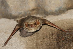 Taphozous mauritianus