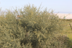 Acacia victoriae