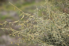 Acacia victoriae