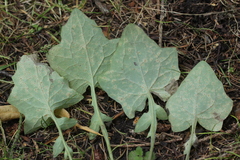 Puccinia maculosa