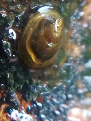 Ancylus fluviatilis
