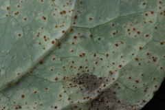Puccinia maculosa
