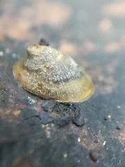 Ancylus fluviatilis