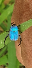 Hoplia coerulea