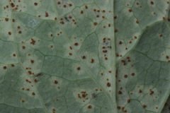 Puccinia maculosa