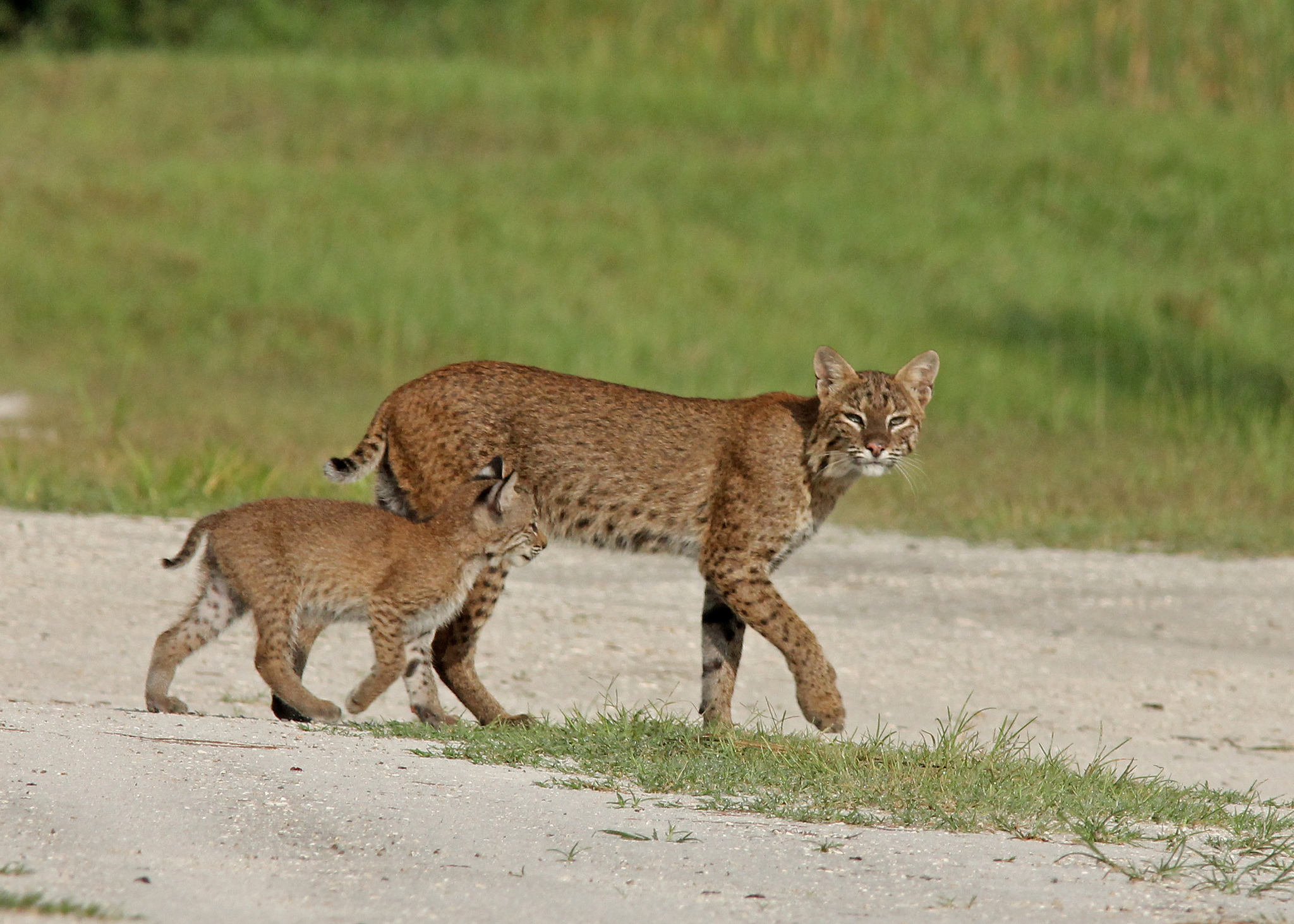 Bobcat (Animal Tracks and Signs by Beartracker Wildlife Tracking) ·  iNaturalist