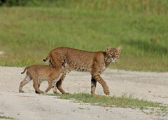 Bobcat photo 1