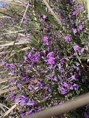 Glycine rubiginosa