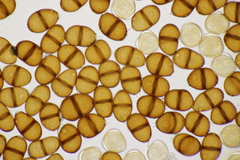 Puccinia maculosa