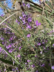 Glycine rubiginosa