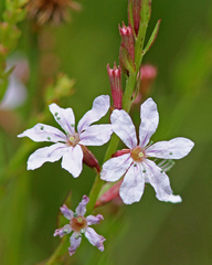 Lythrum alatum