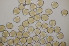 Puccinia maculosa