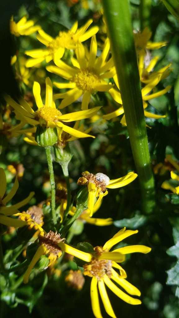 Botanophila seneciella