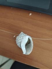 Galeodea echinophora