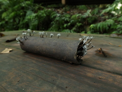 Xylaria bambusicola