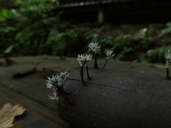 Xylaria bambusicola