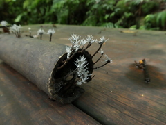Xylaria bambusicola