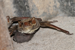 Taphozous mauritianus