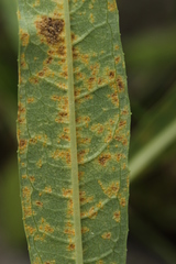 Pucciniastrum epilobii