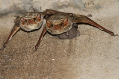 Taphozous mauritianus