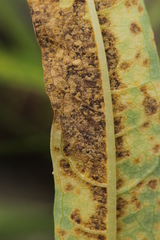Pucciniastrum epilobii
