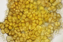 Pucciniastrum epilobii