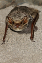 Taphozous mauritianus