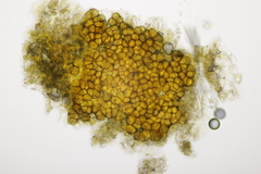 Pucciniastrum epilobii