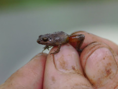 Arthroleptis sylvaticus