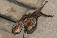 Taphozous mauritianus