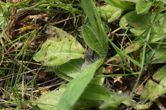 Puccinia hieracii piloselloidarum