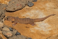 Gehyra robusta