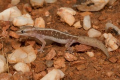 Lucasium immaculatum