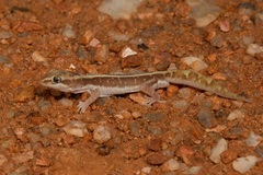 Lucasium immaculatum