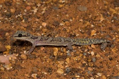 Oedura cincta