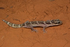 Oedura cincta