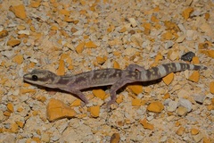 Oedura cincta