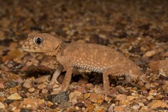 Nephrurus asper