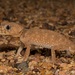 Eromanga Basin Knob-tailed Gecko - Photo (c) dhfischer, some rights reserved (CC BY-NC), uploaded by dhfischer