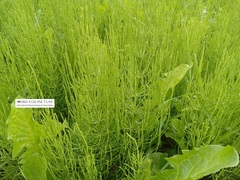 Equisetum arvense