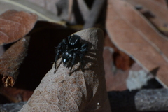 Stenaelurillus guttiger