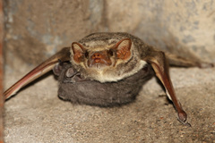 Taphozous mauritianus