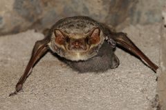 Taphozous mauritianus